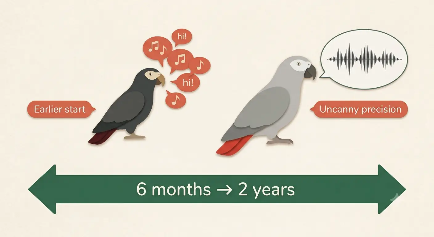 Timeline infographic of African Grey talking onset: Timnehs often start around four to six months while Congos typically begin near twelve months with greater eventual precision