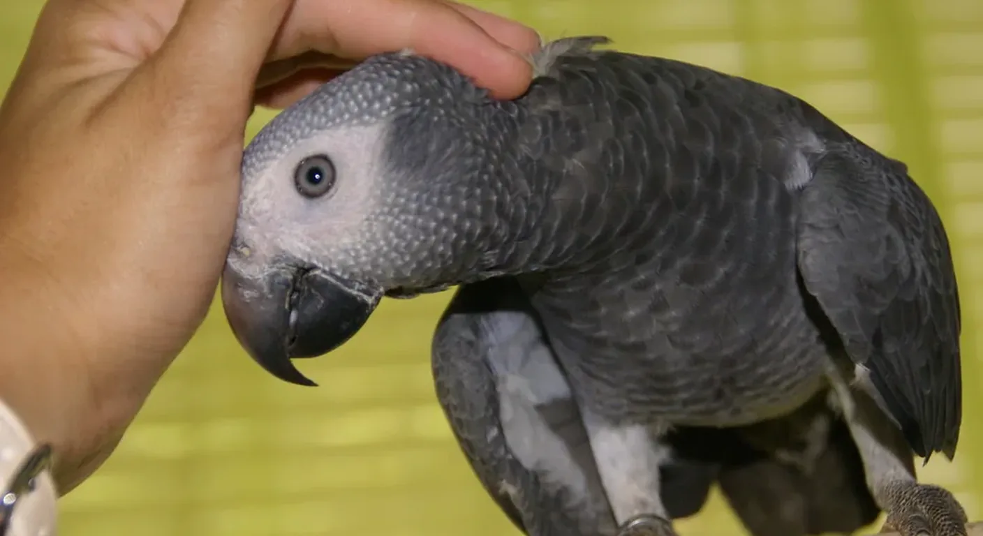 Timneh African Grey showing dark maroon tail and horn-colored beak