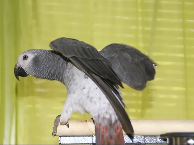 Elad, a documented young male Timneh African Grey stretching his wings