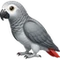 Timneh African Grey icon