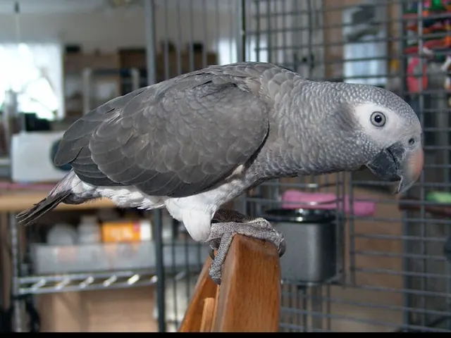 Evie, a documented female Timneh African Grey with her CITES paperwork folder