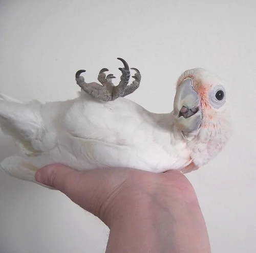 A white Goffin's cockatoo held beside an African Grey, showing the cockatoo's crest and the velcro-bird temperament