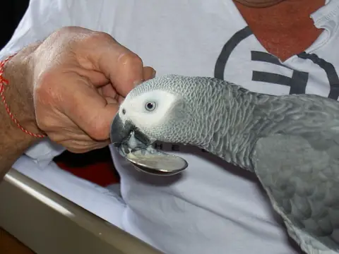 A hand-fed African Grey baby raised at the C.A.Gs family aviary in Midland, Texas — the known-history, people-bonded start that suits many first-time owners.