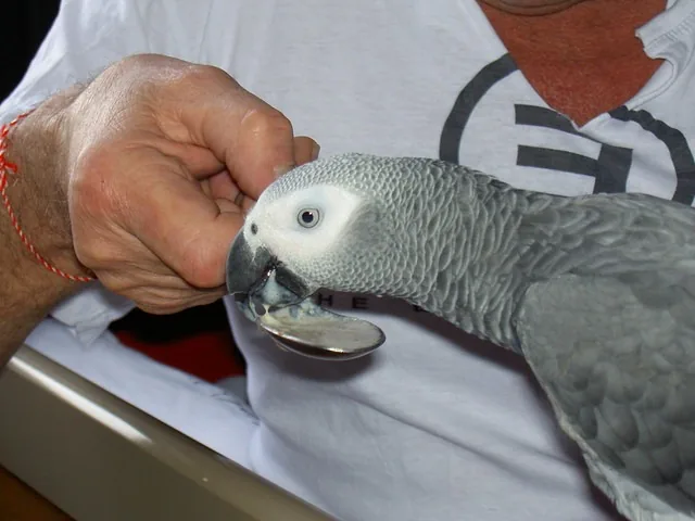 Hand-fed baby African Grey growing up in the C.A.Gs breeder nursery in Midland, TX