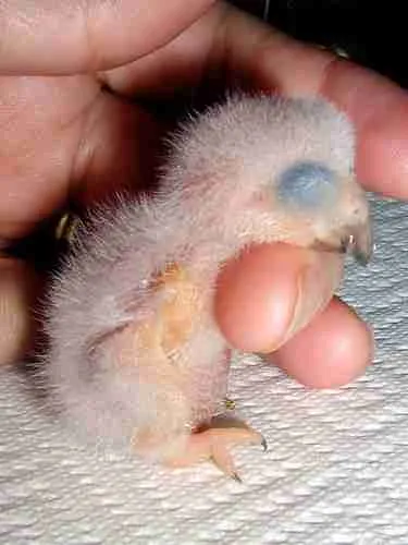 A hand-fed African Grey chick with its captive-bred documentation, the paperwork that removes the worst buying surprises