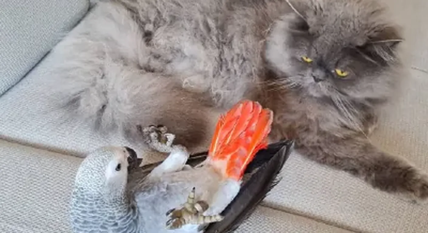 A hand-raised African Grey calmly interacting with the family cat at the C.A.Gs home aviary, showing an even, socialized temperament