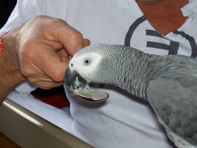 Mark Benjamin caring for a hand-reared Congo African Grey at the C.A.Gs home aviary in Midland, Texas