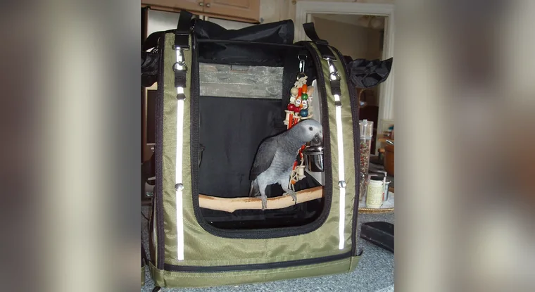 Door delivery of a documented African Grey to a family home with the paperwork folder handed over