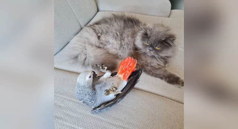 Hand-raised baby Congo African Grey exploring a family living room alongside the household cat