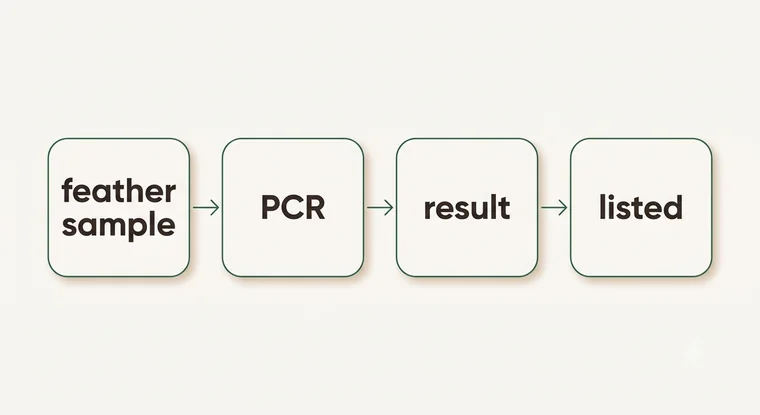 Screening flow for a baby African Grey from feather sample through PCR testing to result and listing