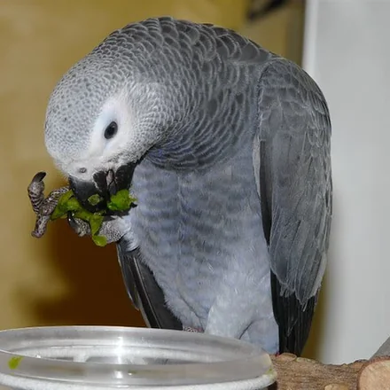 Bery, a 1 year old hen Congo African Grey baby available from our Texas aviary