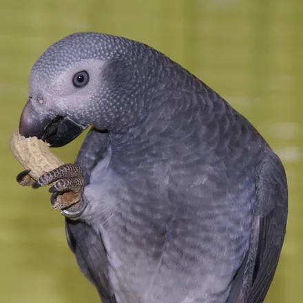 Elad, a 5 months old cock Timneh African Grey baby available from our Texas aviary