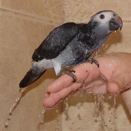 Evie, a 6 months old hen Timneh African Grey baby available from our Texas aviary