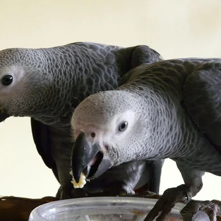 Jins & Jeni, a 6 & 4 months old cock + hen Congo African Grey baby available from our Texas aviary
