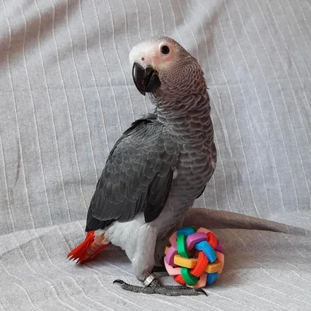Roys, a 4 months old cock Congo African Grey baby available from our Texas aviary
