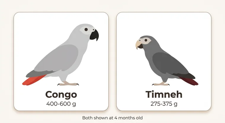 Congo versus Timneh African Grey chick compared at four months by weight, tail colour and beak