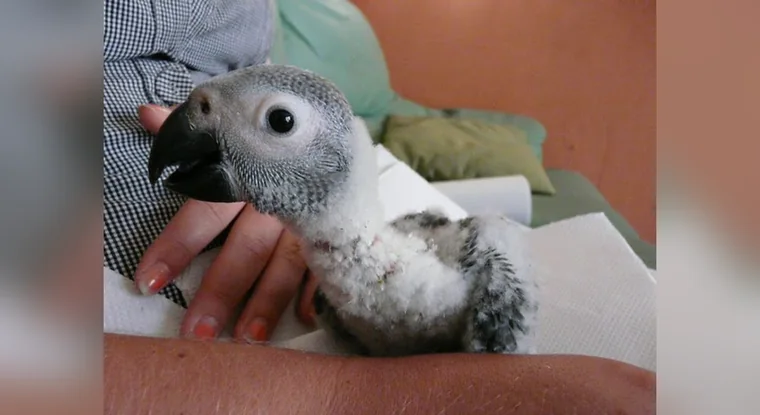 Hand-held African Grey chick in pin feather at roughly three weeks old inside our Texas nursery