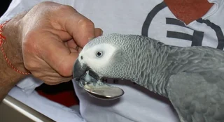 A hand-fed African Grey baby from our African Grey price guide