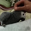 Anthony's young Congo African Grey settled in at his home in Washington state