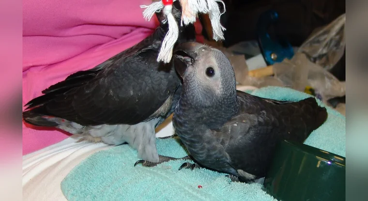 Elad and Evie photographed as young Timneh African Grey chicks before fledging