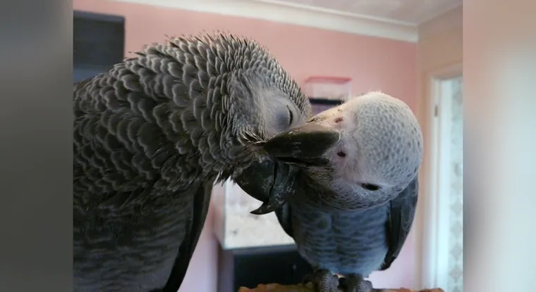 Two grown African Grey parrots preening one another in a family living room, showing the settled temperament of an older bird