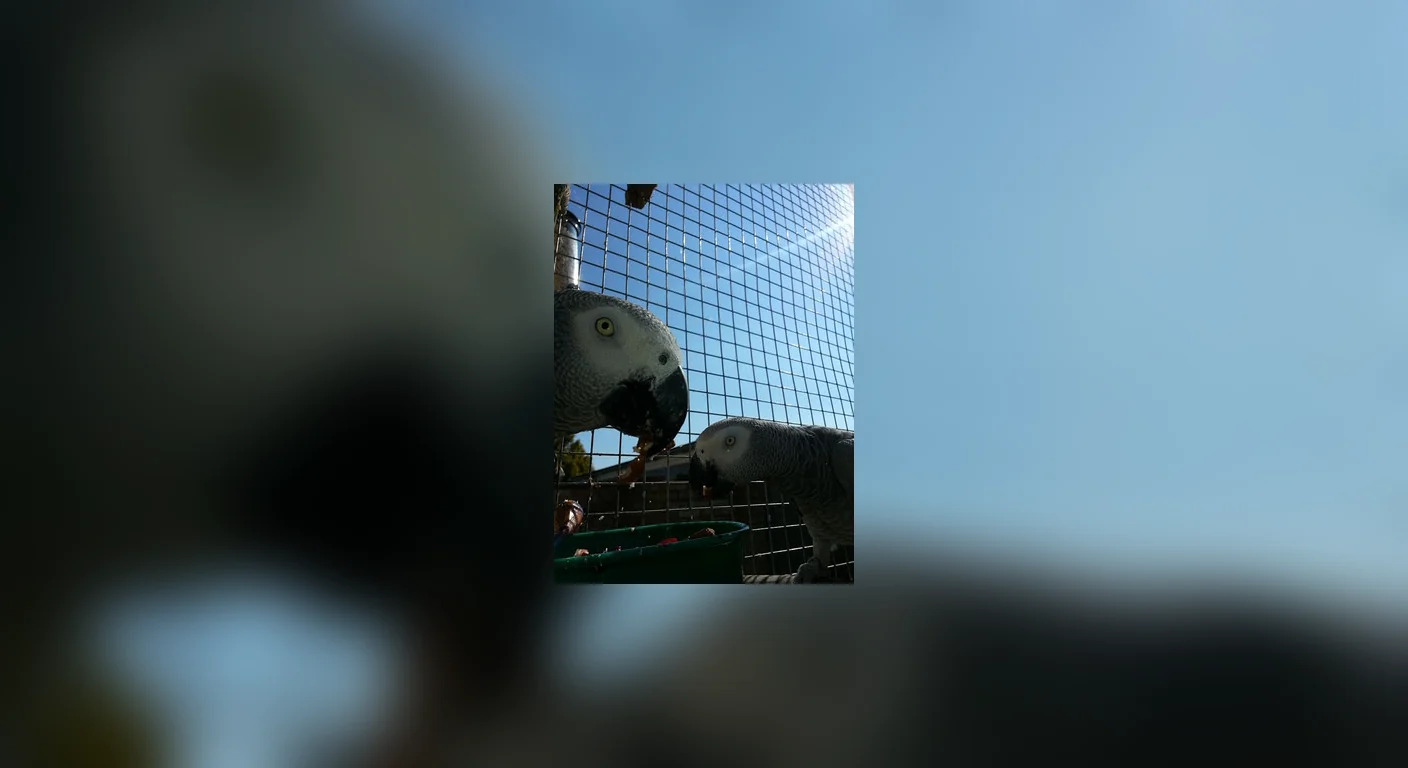 Congo greys in our breeding aviary, the birds behind the clutch records on this page