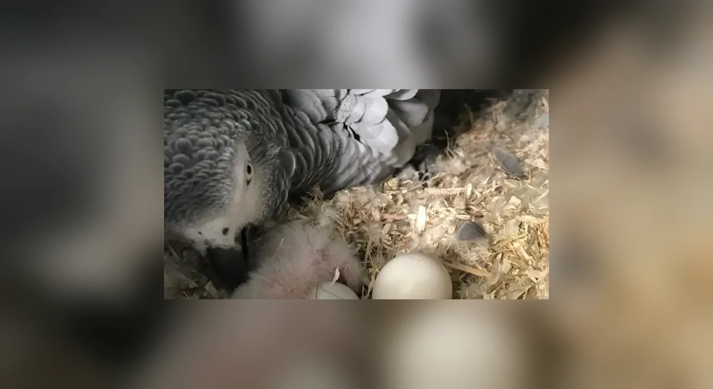 A proven Congo grey hen sitting her clutch inside the nest box in our aviary