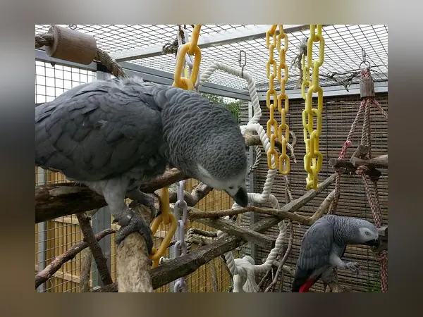 Sally and Odin in the aviary, the pair with the most breeding years still ahead of them