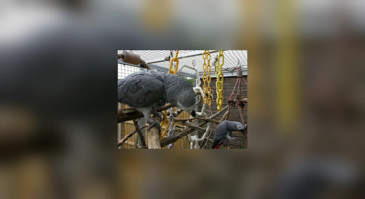 Sally and Odin, the youngest proven Congo grey pair we have placed, four and five years old