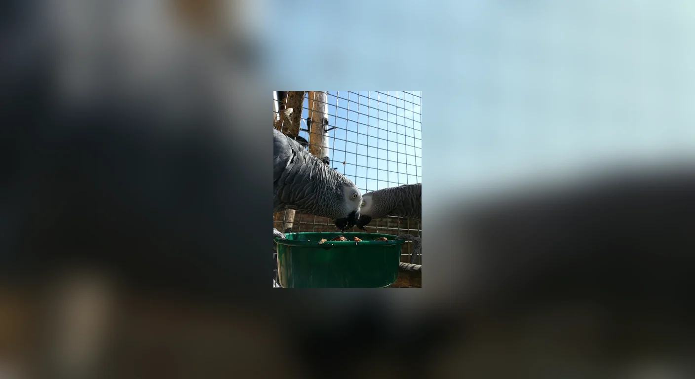 Hand-raised Congo greys that went on to breed, still tame and steady around people
