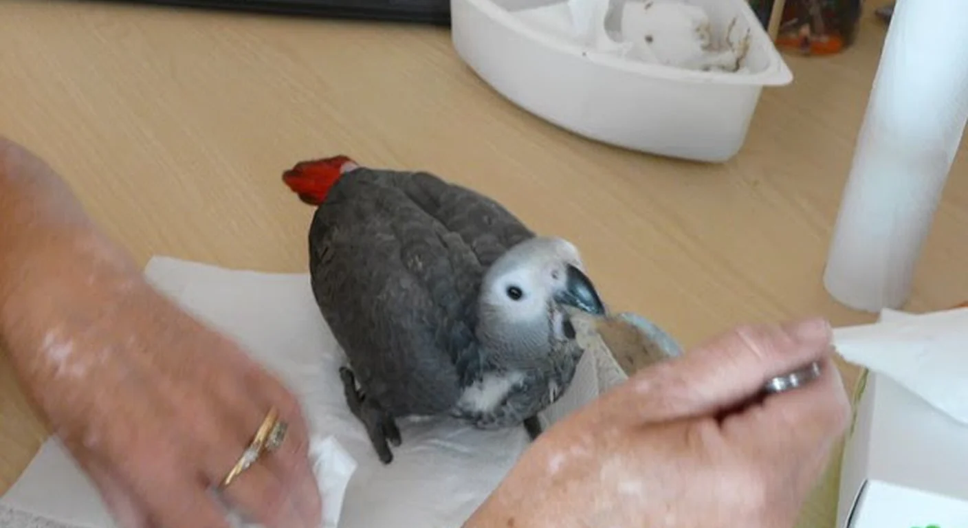 Spoon feeding a weaning Congo chick in our nursery