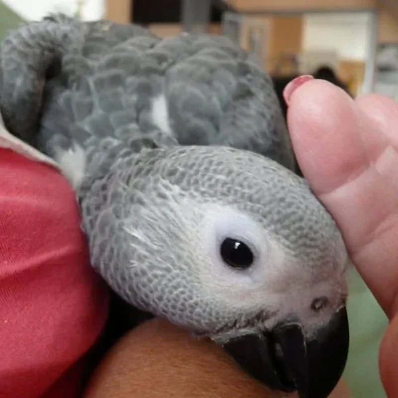 Amie as a hand fed baby cupped in both hands