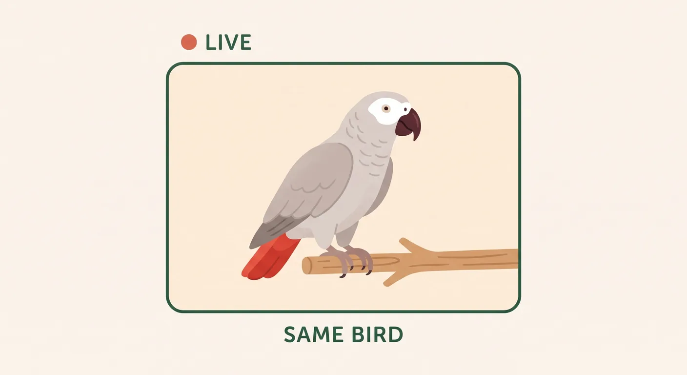 Proving a named bird exists through a live video call