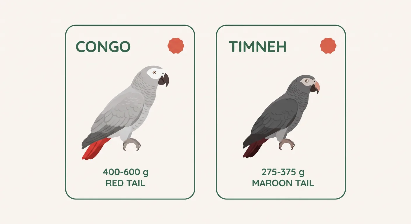 Congo and Timneh African Grey identity cards compared side by side