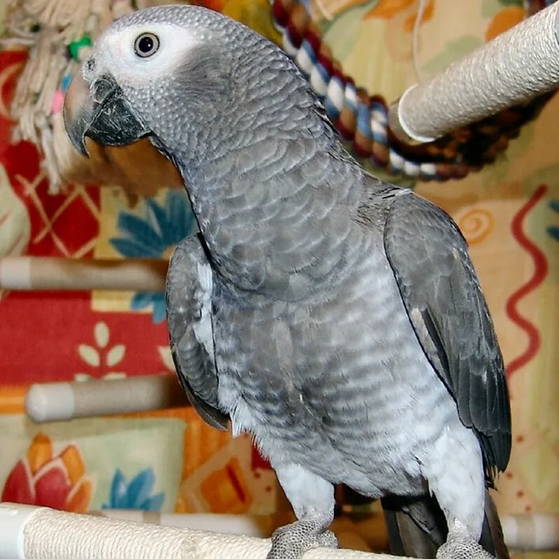 Evie the Timneh hen upright on her rope perch