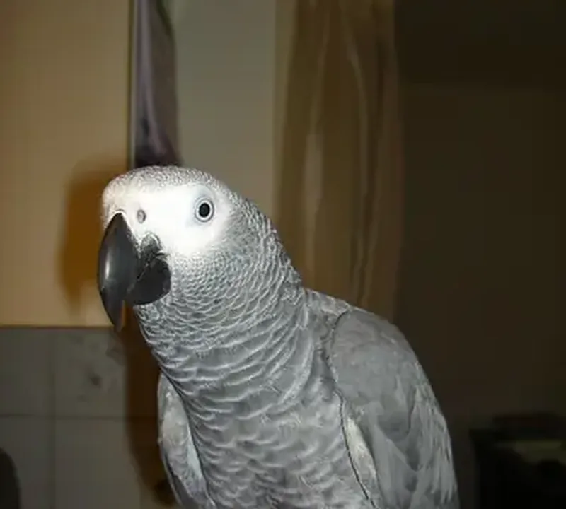Bery, a lab-confirmed Congo African Grey hen for sale, perched and looking to camera