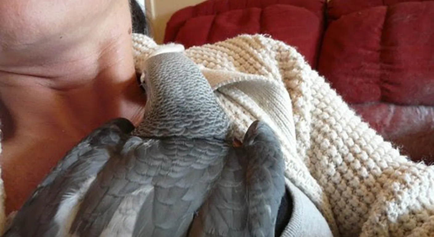 A happy C.A.Gs buyer family at home with their documented Congo African Grey