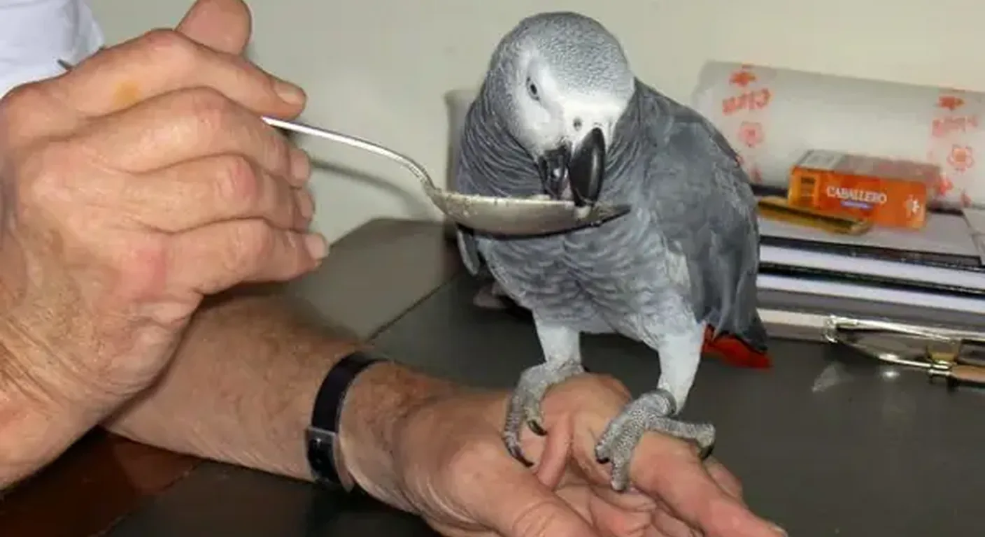 Cuttlebone and calcium supplements provided to support a Congo African Grey's long-term health