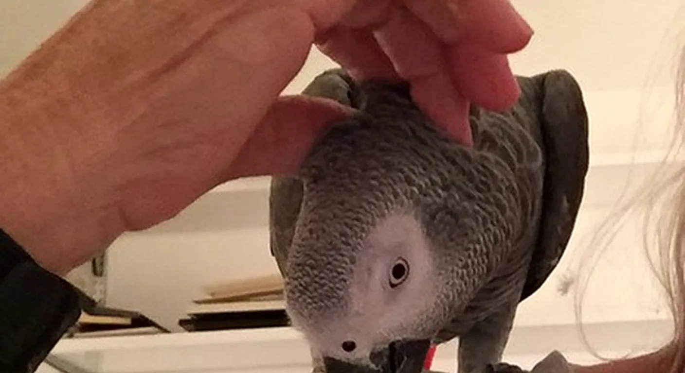 A Congo African Grey at free play on a stand, the kind of enriched daily life our chicks are raised for