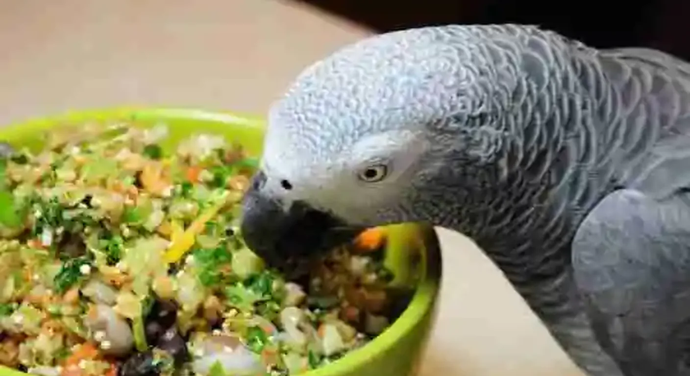 A bowl of fresh chop and pellets, the varied daily diet a Congo African Grey needs