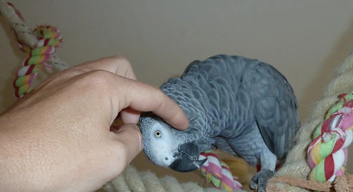 A Congo African Grey leaning into a gentle head scratch from Mark, showing the bond hand-raising builds