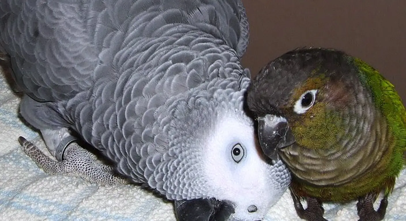 A Congo African Grey comfortable around other birds after daily socialization at C.A.Gs