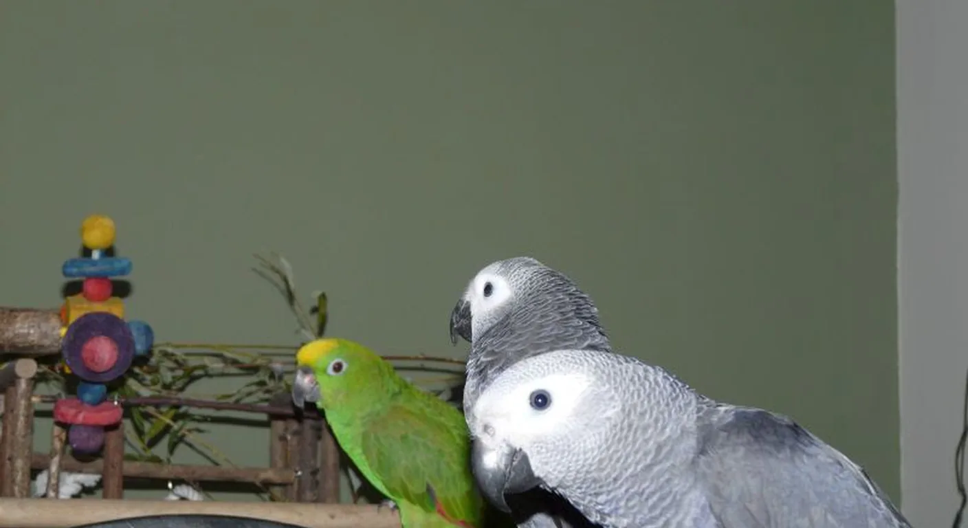 Two Congo African Greys socialized alongside an Amazon parrot in the C.A.Gs home aviary