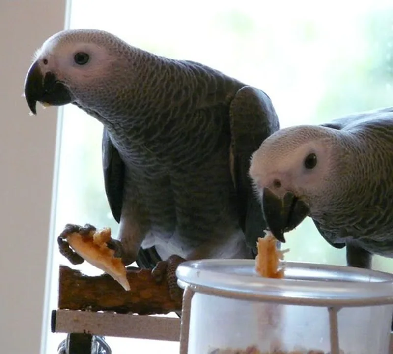 Jins and Jeni, one Congo cock and one Congo hen, indistinguishable side by side