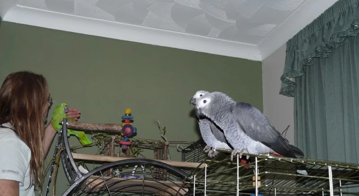 Mark Benjamin with Congo African Greys at the C.A.Gs family aviary in Midland, Texas
