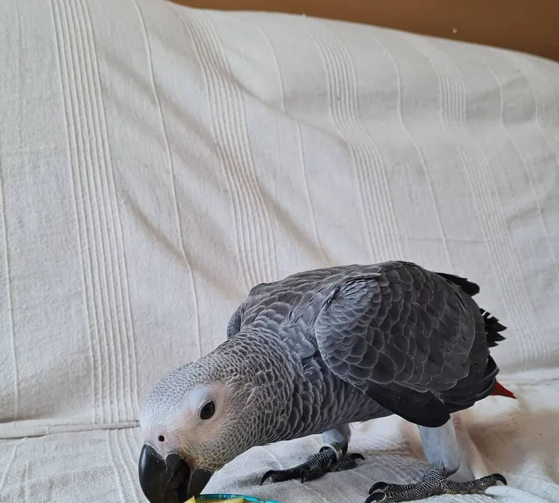 Roys, a Congo cock identified by PCR assay rather than by his tail feathers