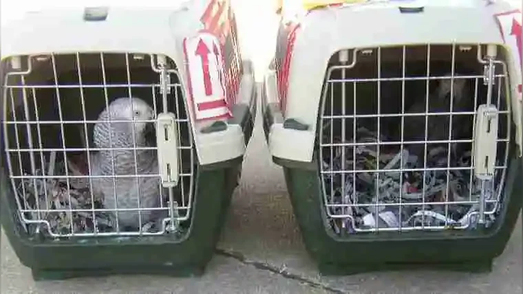 Two ventilated live-animal containers standing side by side at the cargo counter, ready for an airport handover