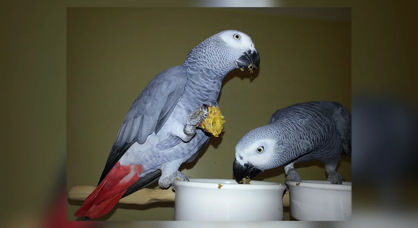 Our own two Congos feeding from their bowls, an ordinary unedited frame rather than a stock listing image