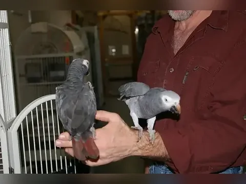 A pair of hand-tame Timneh greys stepping onto a keeper's hand, the lower-priced two-bird route
