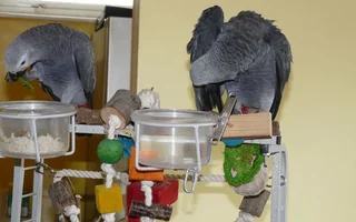 Jins and Jeni, an unrelated companion pair of hand-raised Congo greys, sharing a bowl of vegetables